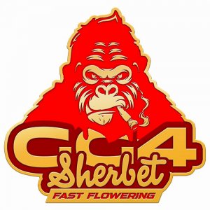 Fast Buds / FEM / GG4 Sherbet Fast Flowering