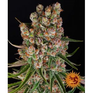 Barney's Farm / AUTO / GMO