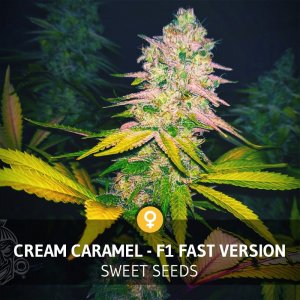 Sweet Seeds / FEM / Cream Caramel F1