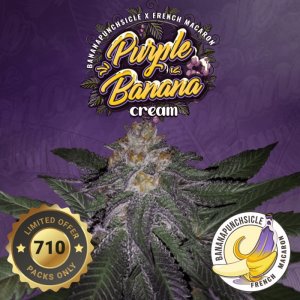 T. H. Seeds / FEM / Purple Banana Cream