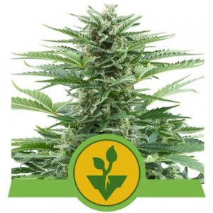 Royal Queen Seeds / AUTO / Easy Bud