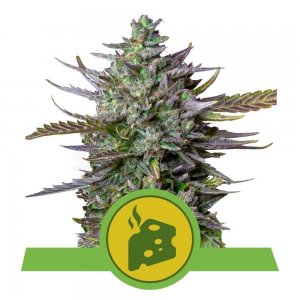 Royal Queen Seeds / AUTO / Blue Cheese