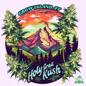 Holy Grail Kush kender palánta