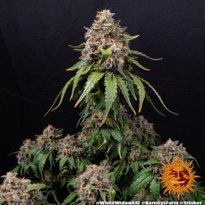 White Widow XXL cannabis flower bud with black background and orange barneys farm sun logo in the right lower corner