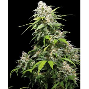 California Indica hemp flower thick bud