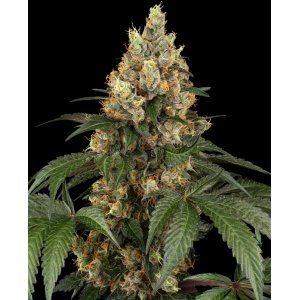 Chocolate Rainbow XXL hemp flower, very thick bud with less leafs