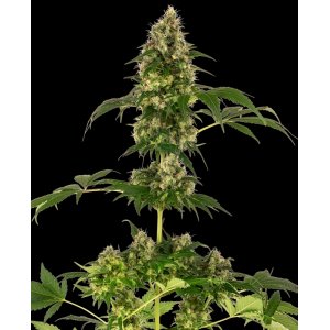 Cobalt Haze hemp flower, thicker bud with leafs