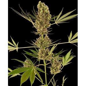 Alpine Delight Auto CBD hemp flower bud tall and thin