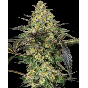 Grapevine Candy hemp flower bud