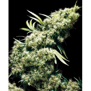 Jamaican Pearl hemp flower bud