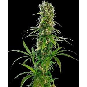 Michka hemp flower bud