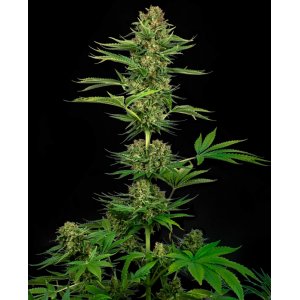 Satin Black Domina CBD hemp flower, separate buds with leafs