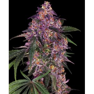 Sensi Purple Kush hemp flower with purple bud