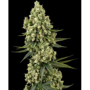 Silver Fire hemp flower