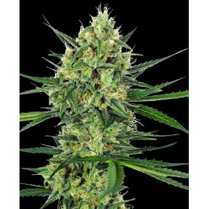 Tangerine Sugar hemp flower