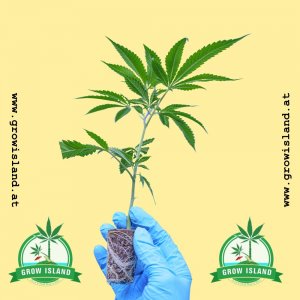 hand in blue glove, holding Zoap hemp flower with yellow background and two green Grow island logo in the lower corners