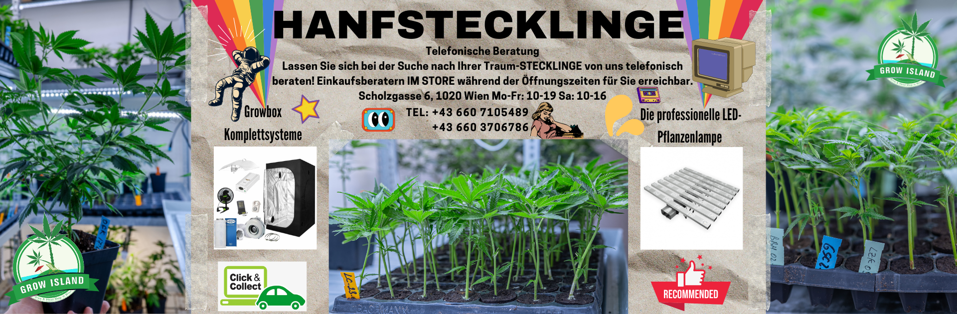 Hanfstecklinge Wien