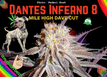 Dante’s Inferno #8 Grow Guide: So holst du das Maximum aus dieser Elite-Genetik