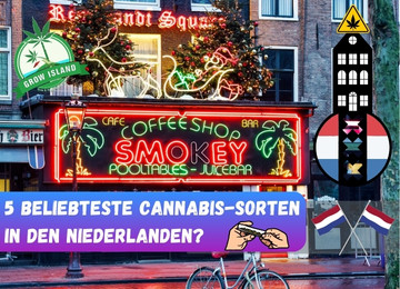 Möchtest du wissen, welches die 5 beliebtesten Cannabis-Sorten in den Niederlanden sind?