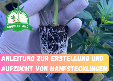Anleitung zur Erstellung und Aufzucht von Hanfstecklinge