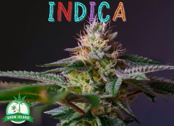 Alles Wissenswerte über die Sorte Indica