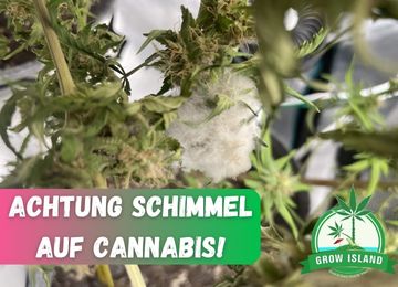 ACHTUNG SCHIMMEL AUF CANNABIS!