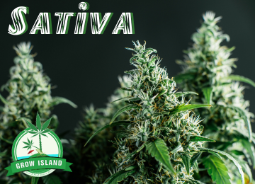 Die Sorte Sativa