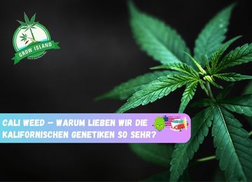 Cali Weed – Was macht die kalifornischen Genetiken so besonders?