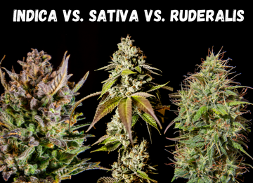 Cannabis indica vs. Cannabis sativa vs. Cannabis ruderalis