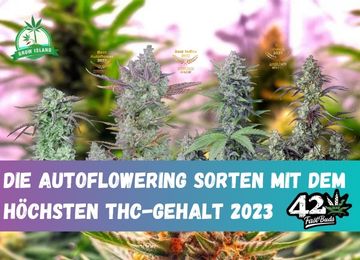 Die höchsten THC-Werte - Top 10 Sorten in 2023!