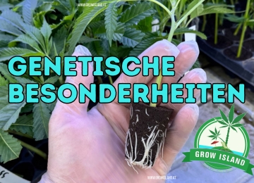 Unser Hanf Garten 2025 – Genetische Highlights bei Grow Island