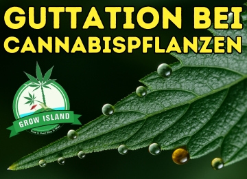 Cannabis-Guttation: Das Flüstern der Pflanze