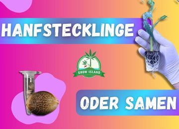 Hanfstecklinge oder Samen? Das Dilemma und Grow Island ist die Lösung!