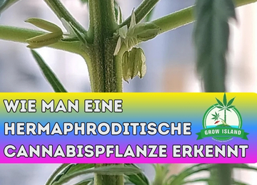 Wie man eine hermaphroditische Cannabispflanze erkennt