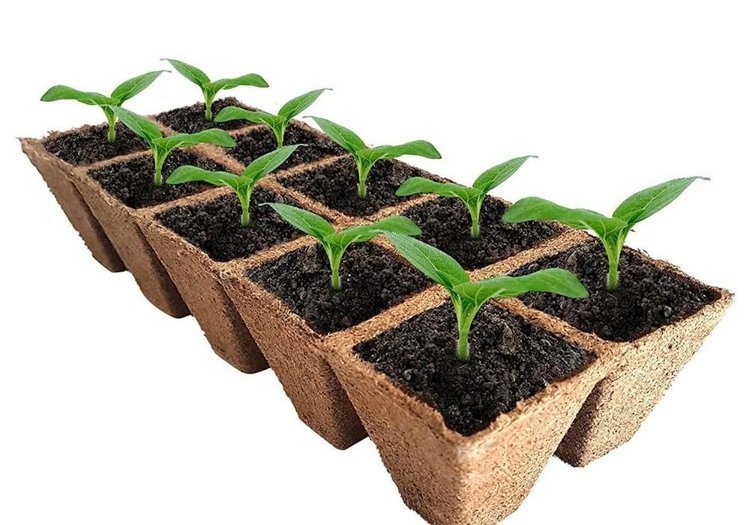 Tipps zum Hanfpflanzen von Sämlingen in Jiffy pots Töpfen Tipps zum Hanfpflanzen von Sämlingen in Jiffy pots Töpfen