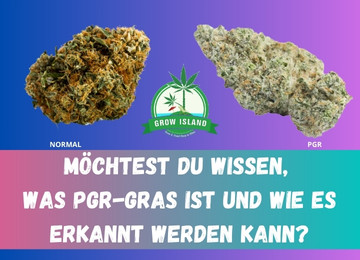Die Gefahr und Erkennung von PGR-Gras Die Gefahr und Erkennung von PGR-Gras