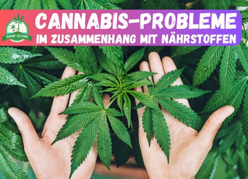 Cannabis-Probleme im Zusammenhang mit Nährstoffen