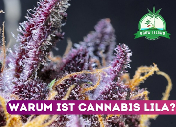 Warum ist Cannabis Lila? Auf den Spuren der lila Wunder