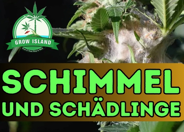Schimmel und Schädlinge