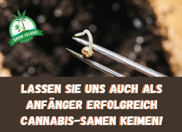 Wie können Anfänger erfolgreich Cannabis-Samen keimen lassen?