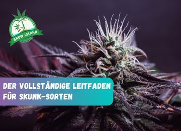 Die Welt des Skunk-Grases: Ursprung, Geschichte und Anbautipps