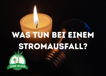 Wie schützt du deine Cannabispflanzen bei einem Stromausfall?