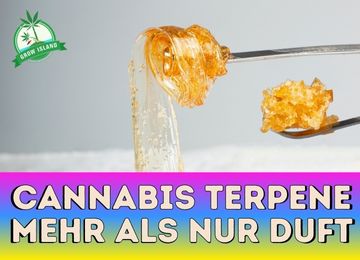 Cannabis Terpene Mehr als nur Duft