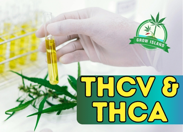 THCV & THCA im Vergleich – Zwei Cannabinoide mit großem Potenzial