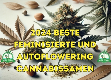 2024 Beste feminisierte und autoflowering Cannabissamen