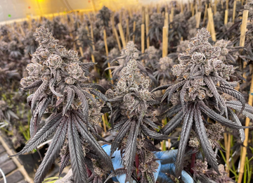 Die Situation des Besitzes der Cannabis Hanfpflanzen in Österreich