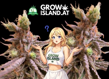 Miért foxtailingelnek a kannabisz bimbóid és hogyan állíthatod meg azonnal