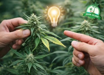 Der Moment, in dem du die Pflanze verstehst – ein Wendepunkt im Leben eines Growers