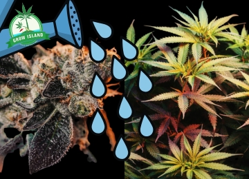 Hogyan és mikor öblítsük át helyesen a kannabisz növényeket