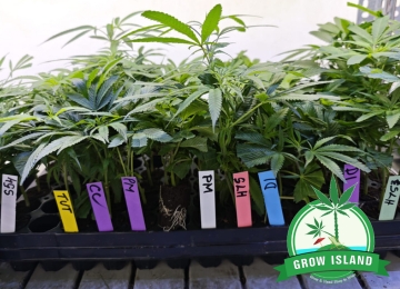 Kannabisz termesztése dugványról: gyorsabb indulás és kiszámíthatóbb eredmények